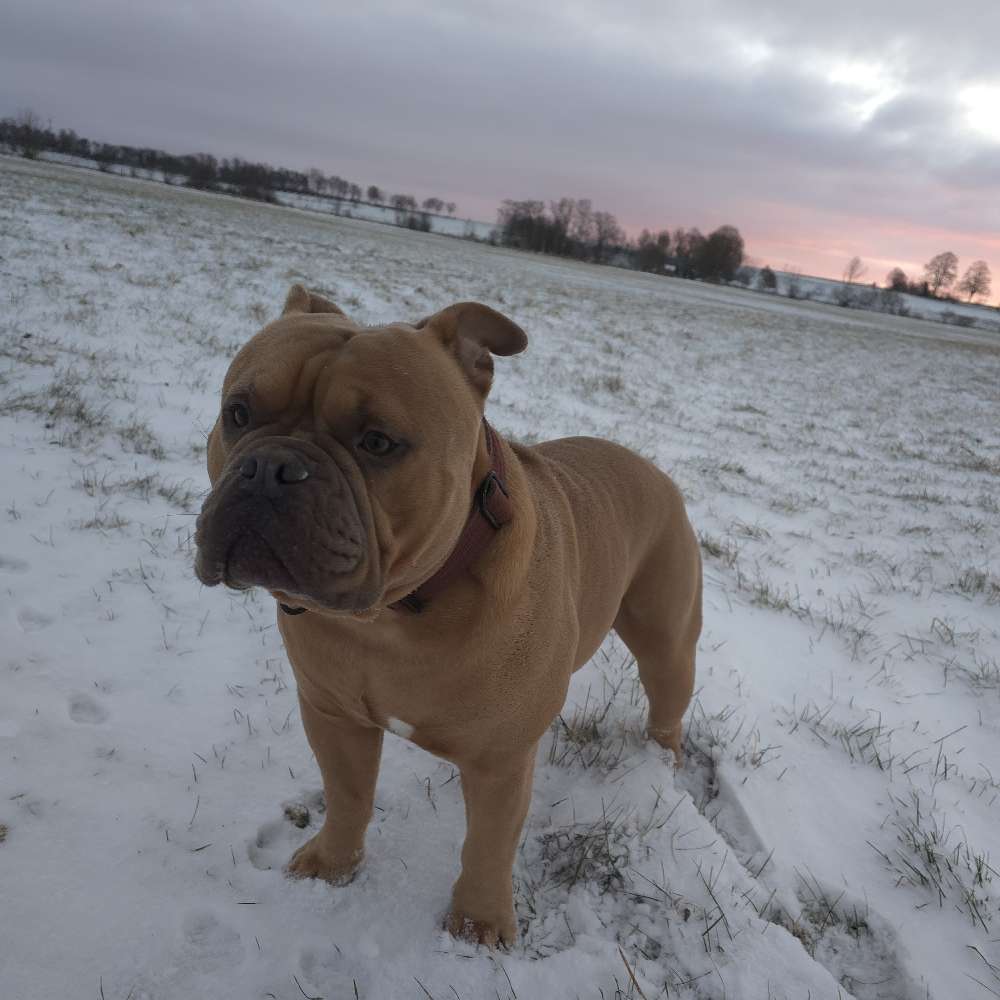 Hundetreffen-Gassirunde-Profilbild