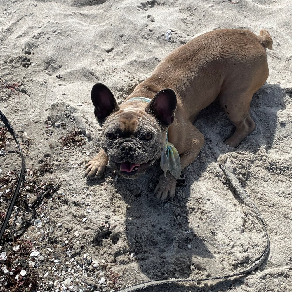 Hundetreffen-Sozialisierungs Kontakte-Profilbild