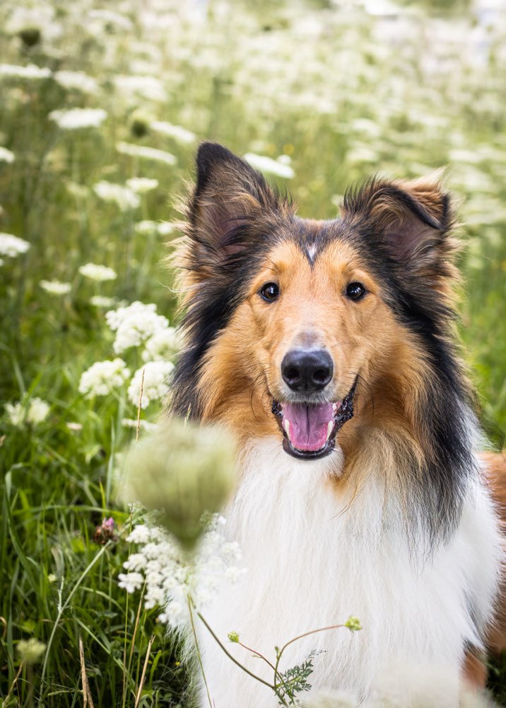 Hundetreffen-Social Walk/ Trainingspartner-Profilbild