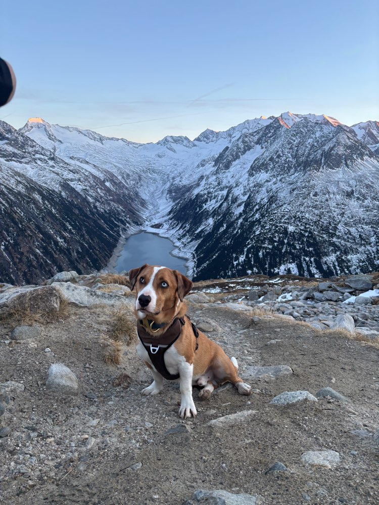 Hundetreffen-Übungsspaziergänge-Profilbild