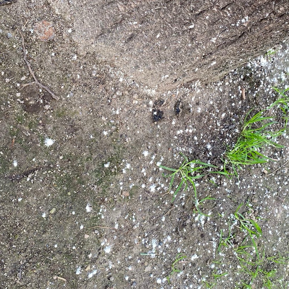 Giftköder-Weißes Pulver um Baum-Profilbild