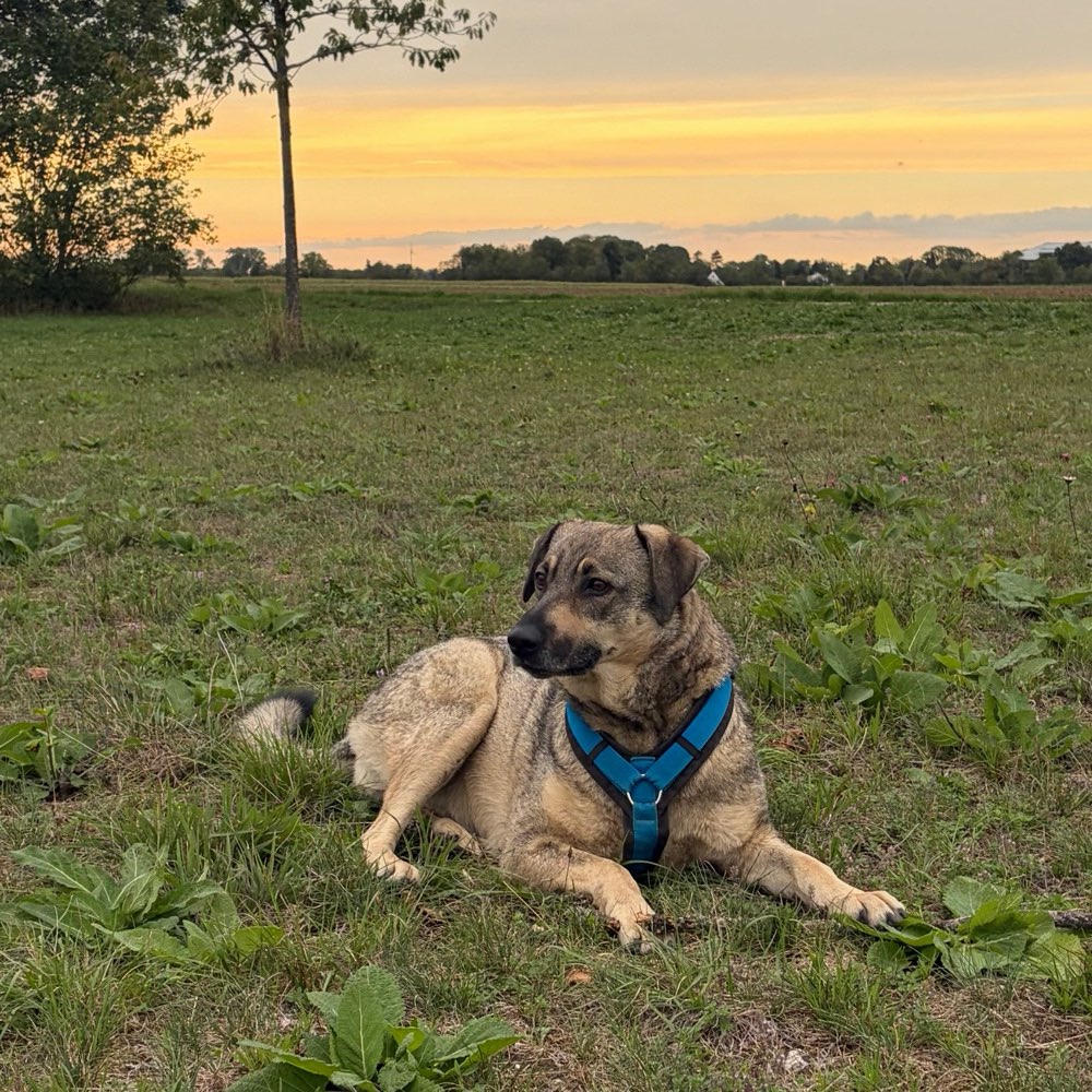 Hundetreffen-Gassi gehen / Spielen-Profilbild