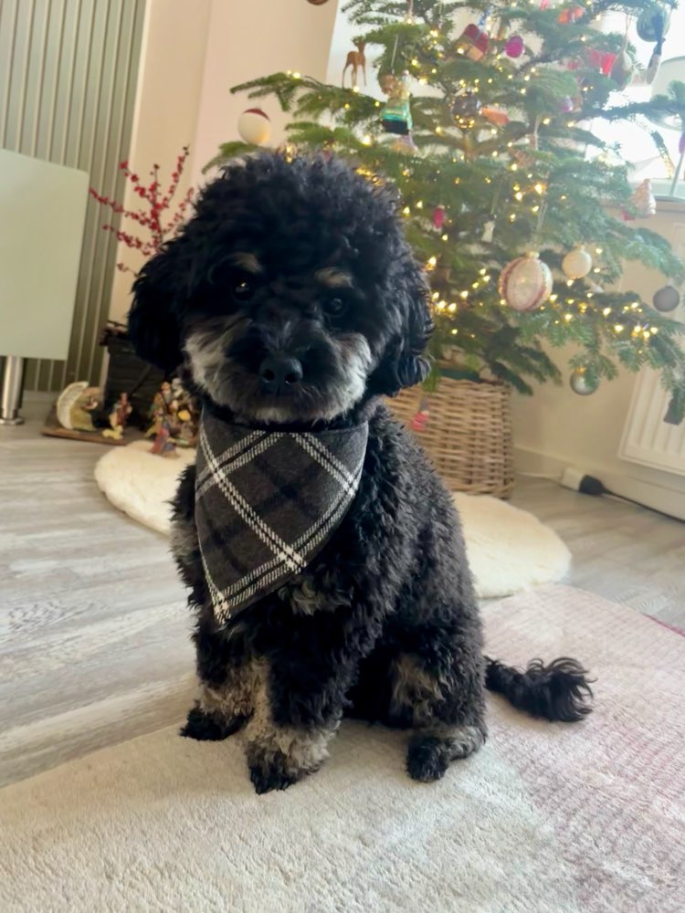 Hundetreffen-Spielfreund/ Freundin-Profilbild