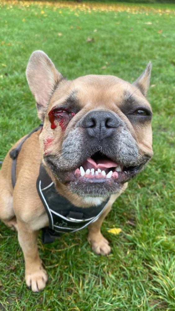 Giftköder-Impulsgestörter Hund Herkulesberg-Profilbild