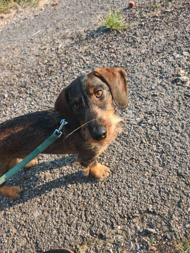 Hundetreffen-gemütlicher Spaziergang-Profilbild