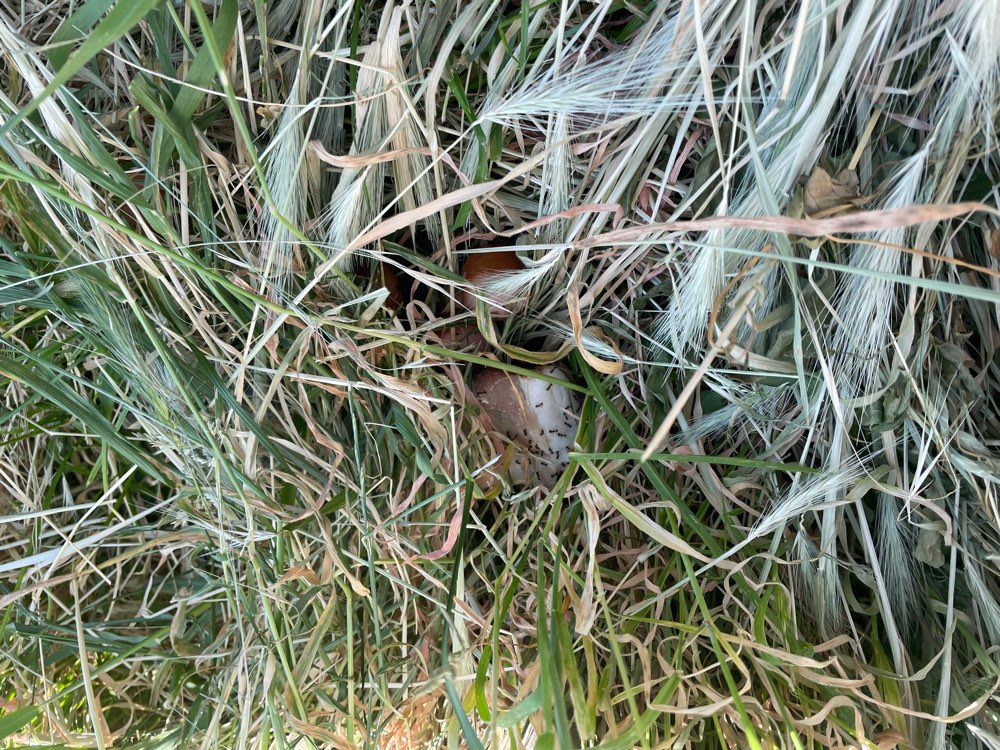 Giftköder-Giftköder-Profilbild