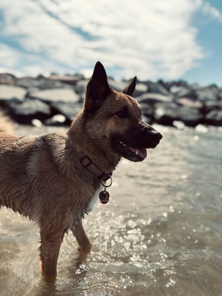 Hundetreffen-Spazieren gehen & toben-Profilbild