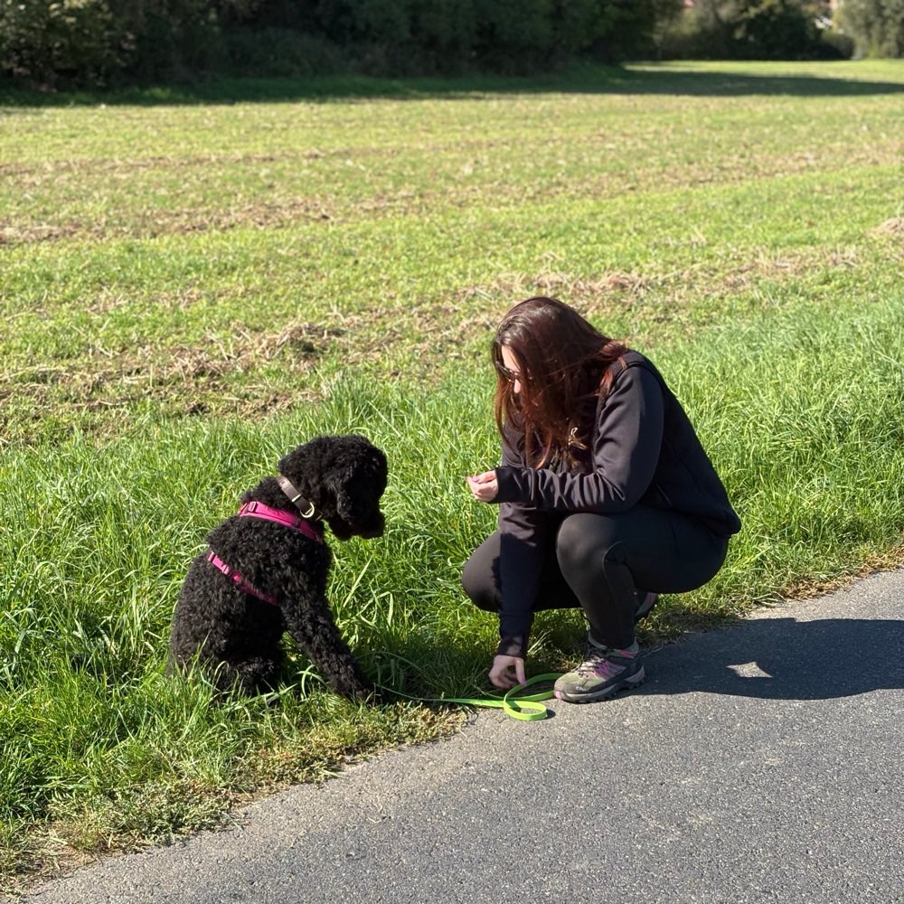 Hundetreffen-Wir haben immer gern nette Begleitung beim Spaziergen gehen und Hunde auslasten ❤️-Profilbild