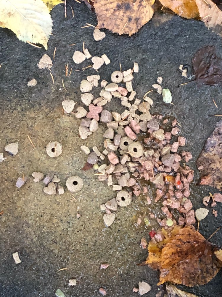 Giftköder-Möglicher Giftköder-Profilbild