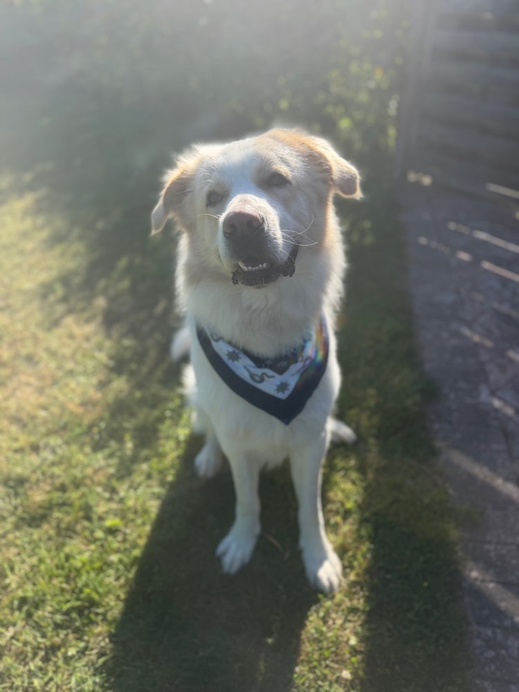 Hundetreffen-Trainings treffen in Bochum-Profilbild