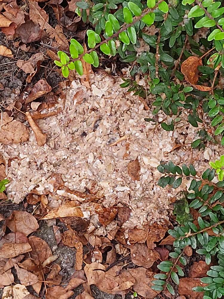 Giftköder-Giftköder-Profilbild