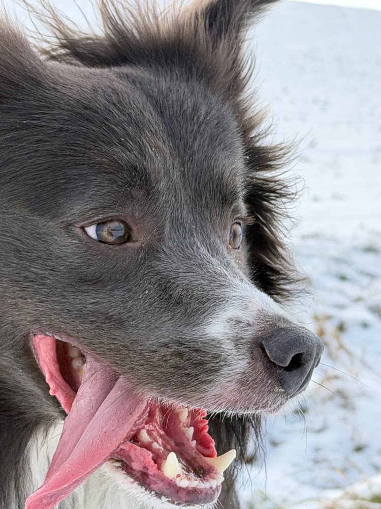 Hundetreffen-Spielkumpel gesucht-Profilbild