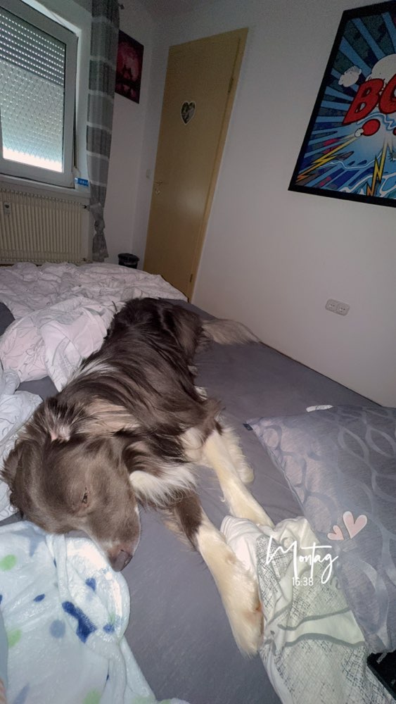 Hundetreffen-Spielkumpels gesucht-Profilbild