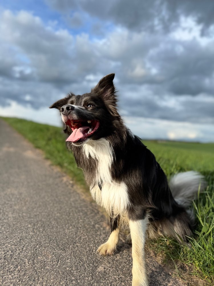 Hundetreffen-Suche einen Hundekumpel-Profilbild