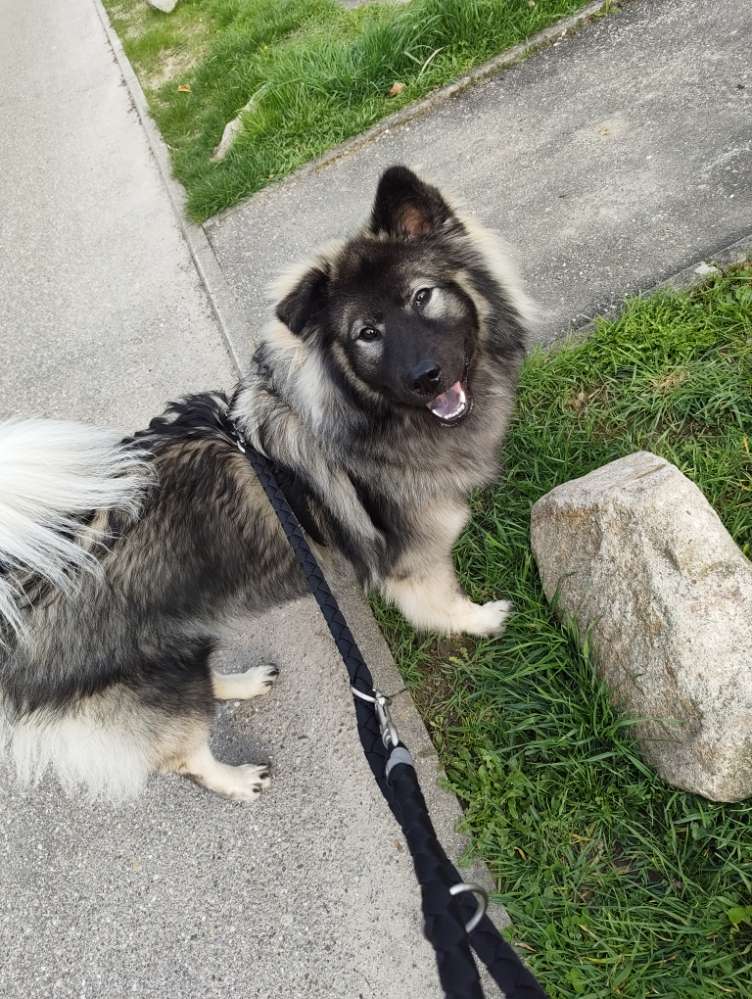 Hundetreffen-Soziale Gassirunden-Profilbild