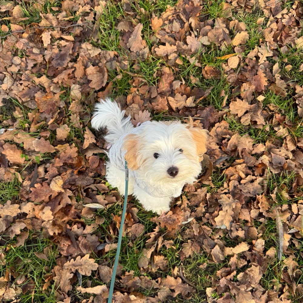 Hundetreffen-Yuki sucht Playdates in der Umgebung-Profilbild