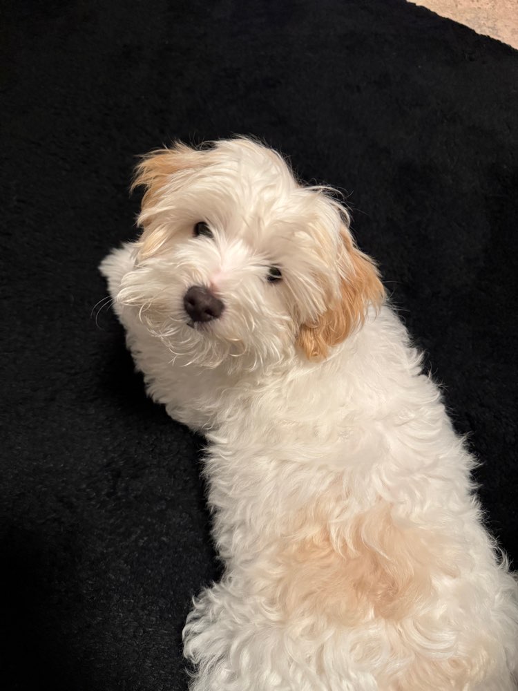 Hundetreffen-Playdate in Davenstedt/Ahlem/Badenstedt/Limmer-Profilbild