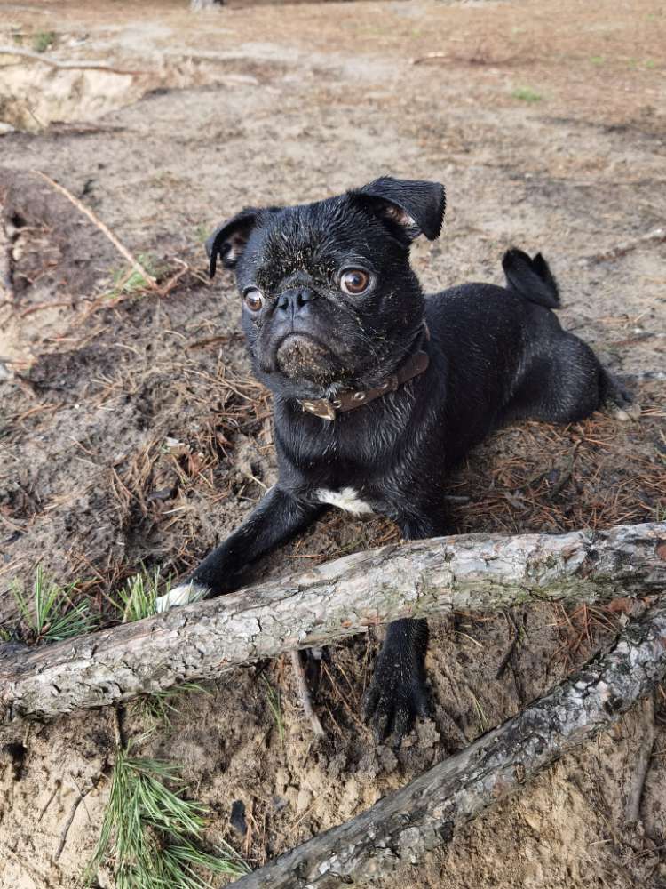 Hundetreffen-Spielkamerad für einjährigen Mopsrüden bei Diepholz gesucht-Profilbild