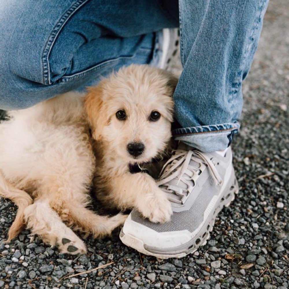 Hundetreffen-Welpentreffen in der Maxvorstadt-Profilbild