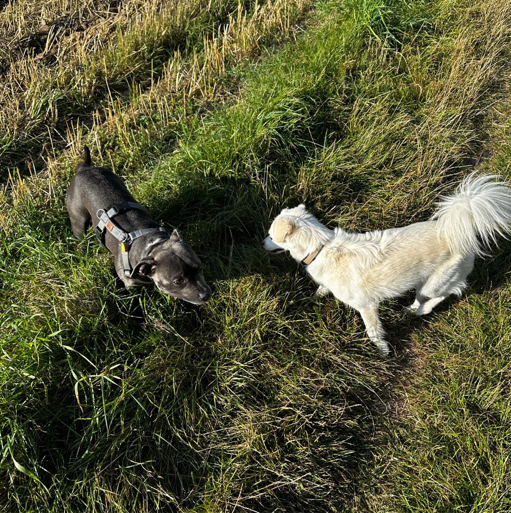 Hundetreffen-Social Walk Partner gesucht-Profilbild