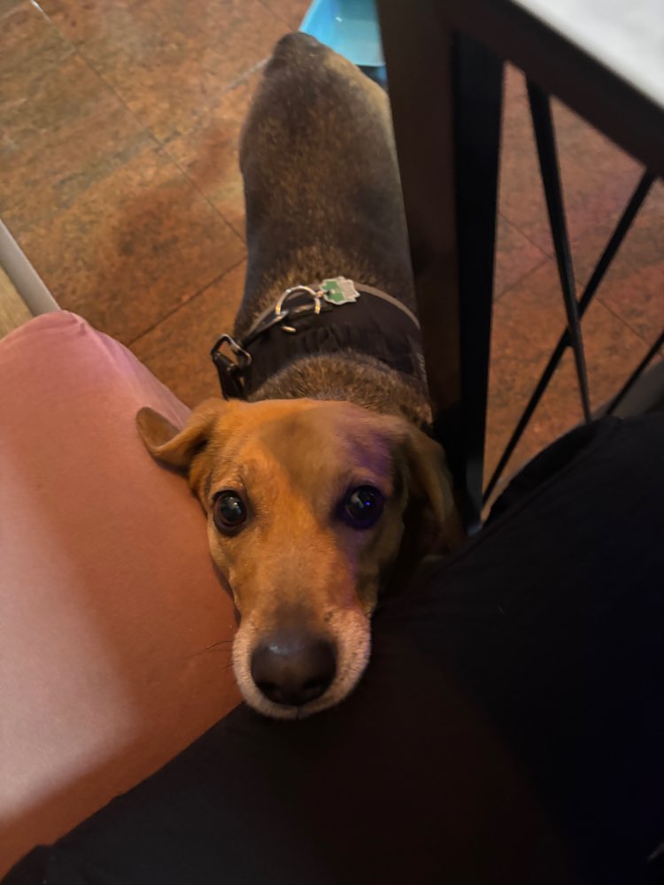 Hundetreffen-Gassi und Toben-Profilbild