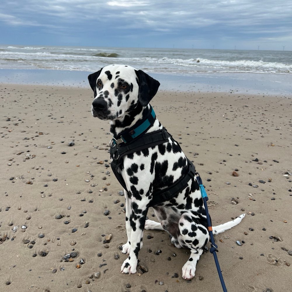 Hundetreffen-Gemeinsame Spaziergänge-Profilbild