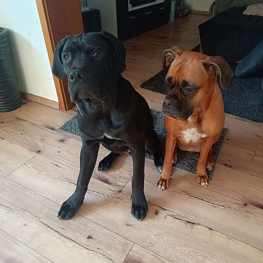 Hundetreffen-Puma 6 Monate sucht FREUNDE-Profilbild