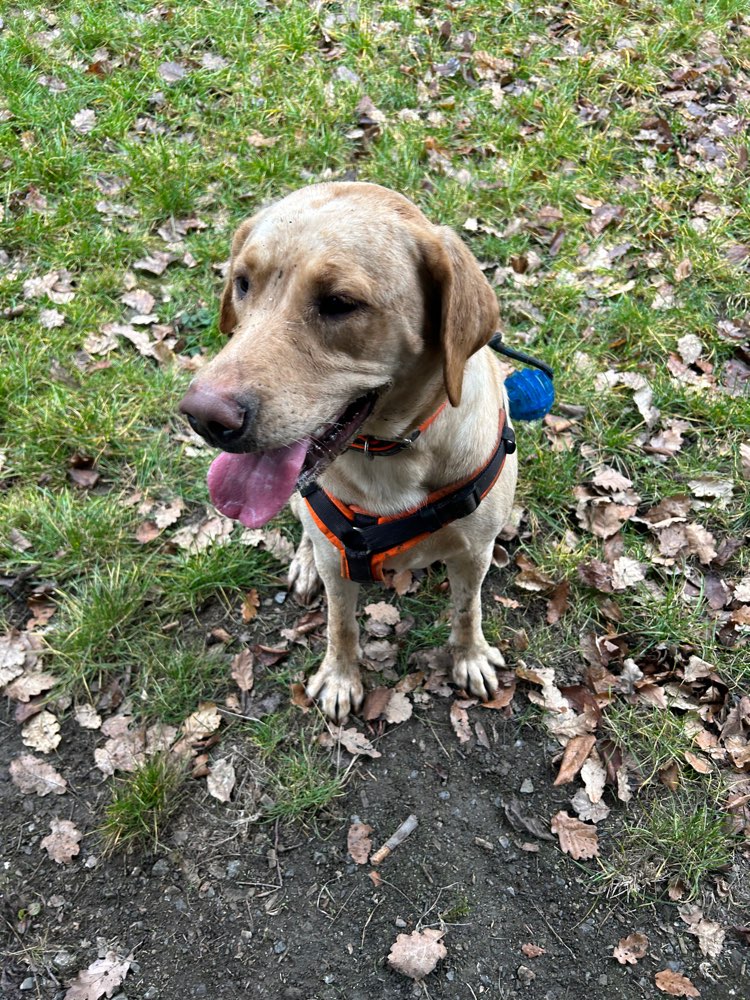 Hundetreffen-Hundebegegnungen/Sozialverhalten Trainieren-Profilbild