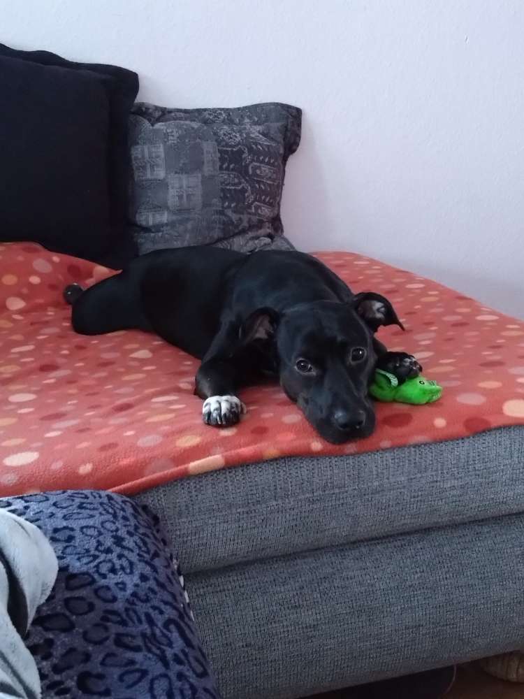 Hundetreffen-Hundekontakt-Profilbild