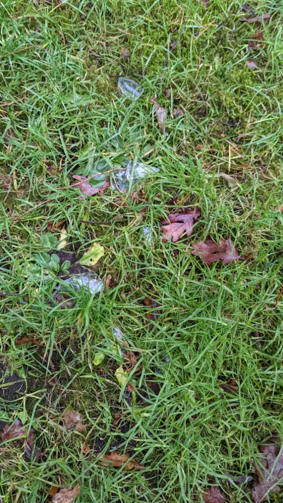 Giftköder-Glasscherben auf Wiese-Profilbild