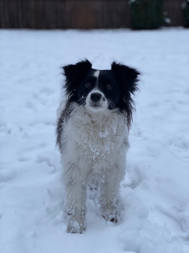 Hundetreffen-Gassirunden-Partner gesucht-Profilbild