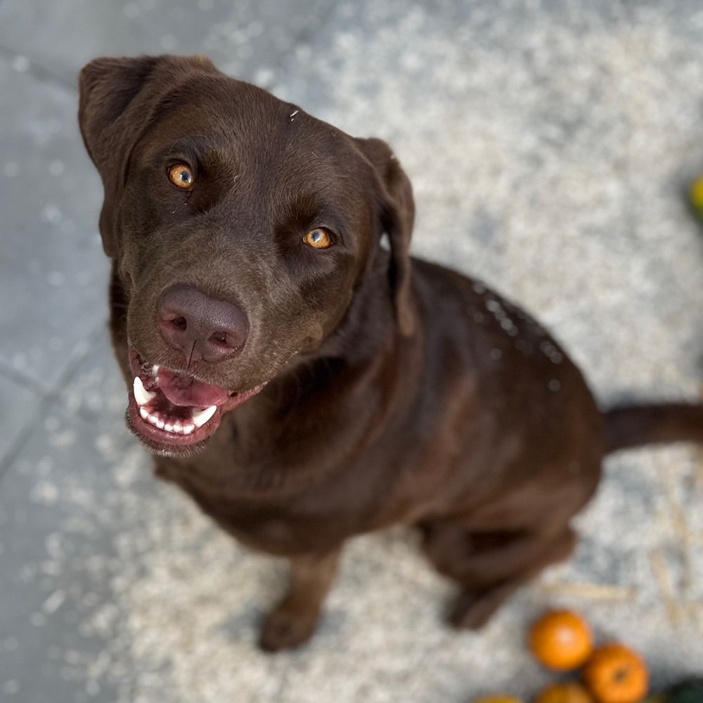 Hundetreffen-SpielkameradIn gesucht-Profilbild