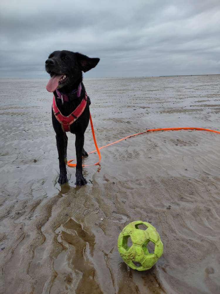 Hundetreffen-Teams für Social Walks gesucht-Profilbild