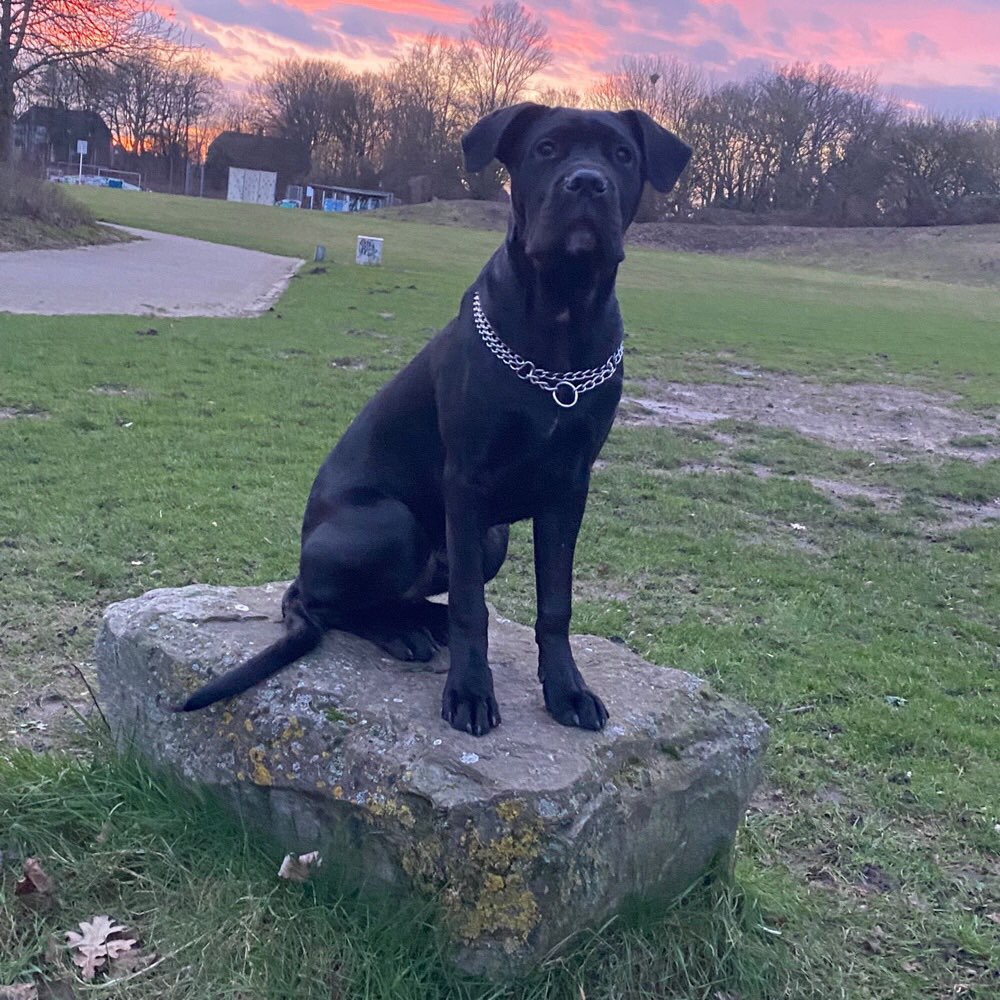 Hundetreffen-Welpentreffen in Marl-Profilbild