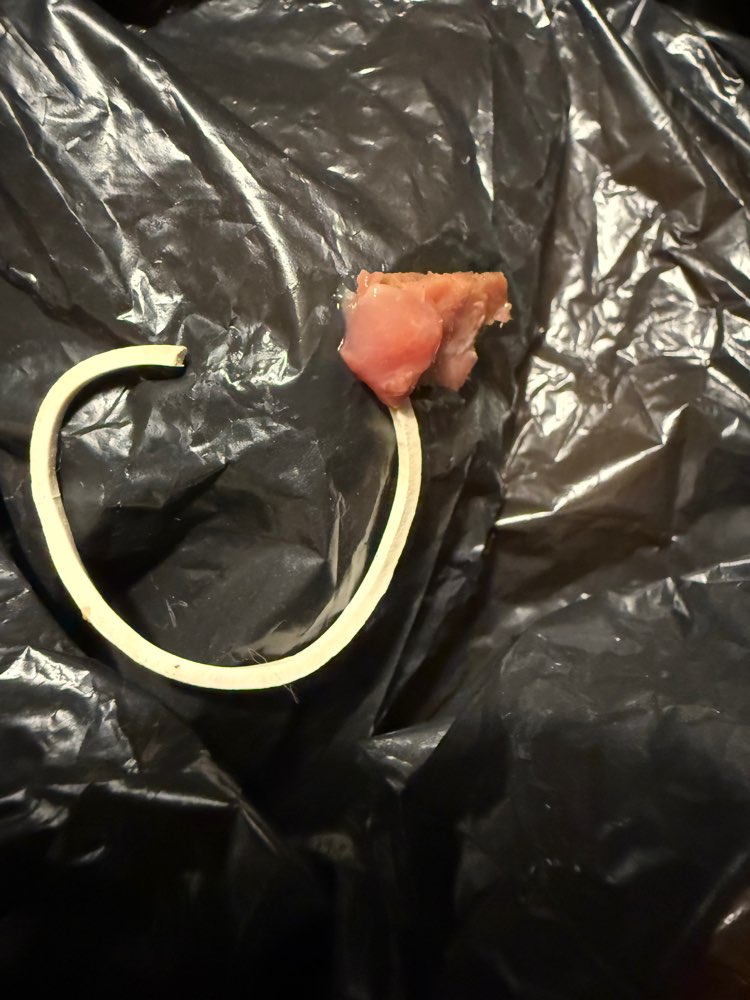 Giftköder-Suspektes Fleischstück an Gummi-Profilbild
