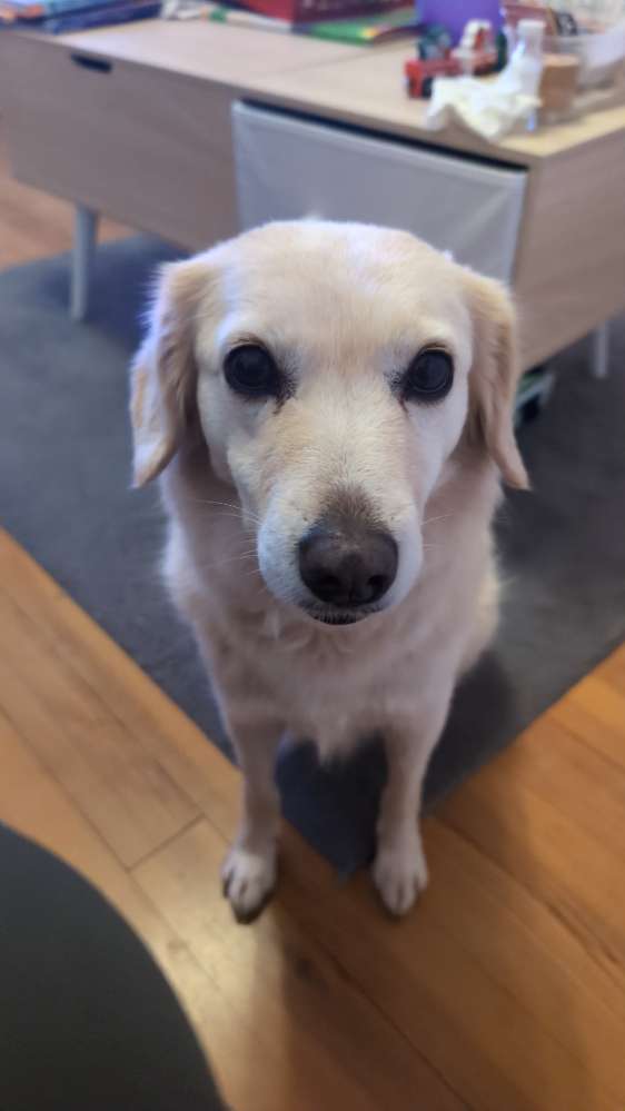 Hundetreffen-Hundebegegnungen Spazieren gehen-Profilbild