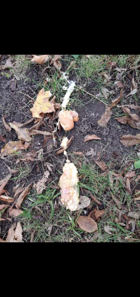 Giftköder-Giftköder-Profilbild