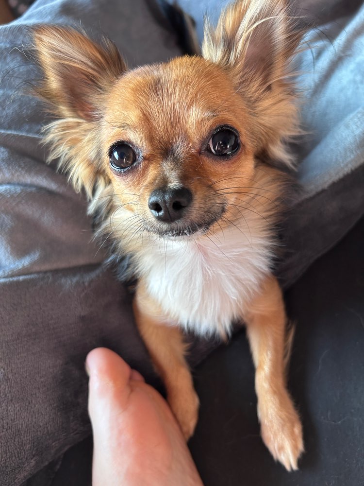 Hundetreffen-Chihuahua Treffen in Prohlis-Profilbild