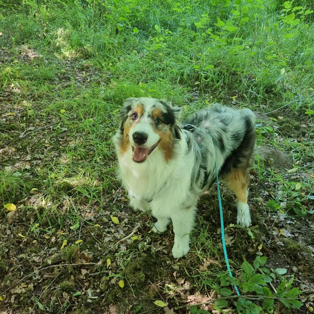 Hundetreffen-Spielpartner-Profilbild