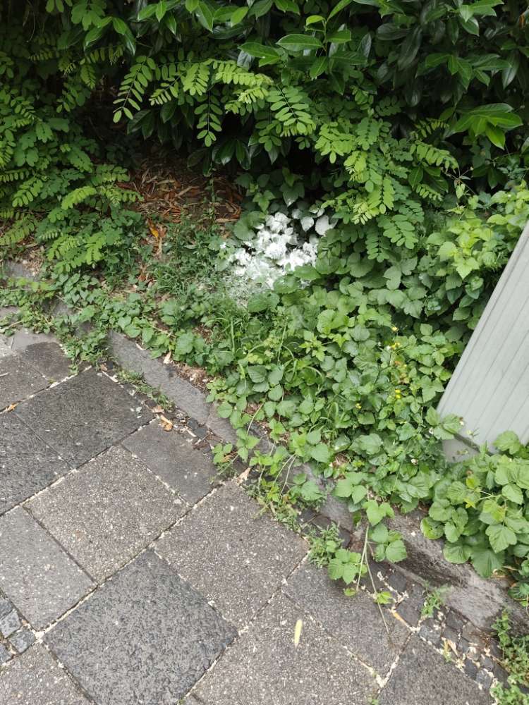 Giftköder-Weißes Pulver an der Metaltreppe-Profilbild