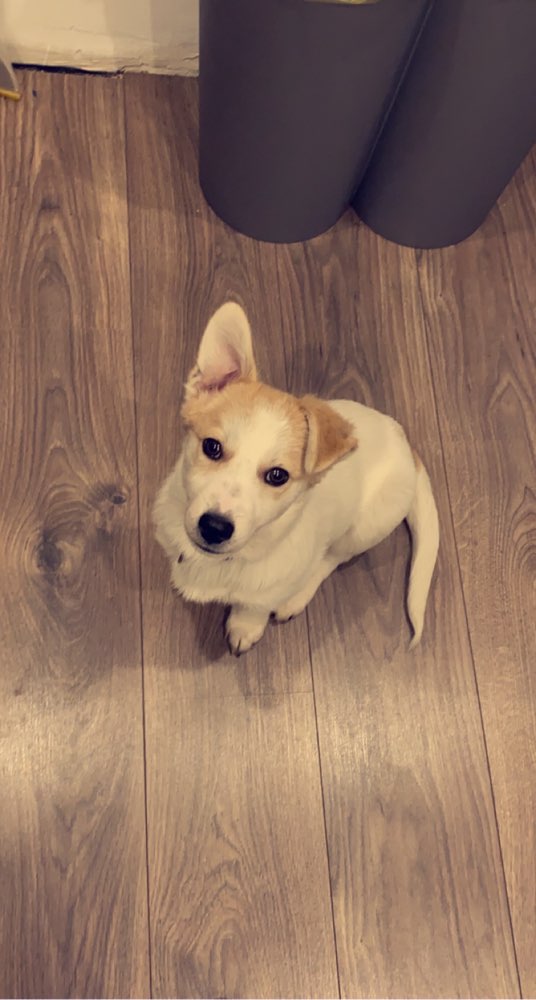 Hundetreffen-Welpen und Junghunde treffen 🐶-Profilbild