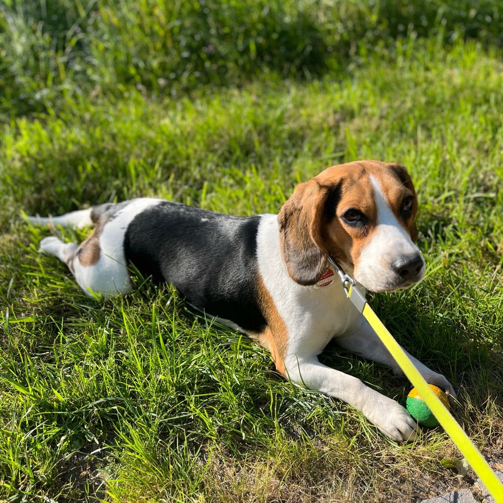 Hundetreffen-Beagle treffen ( wenn möglich) :)-Profilbild