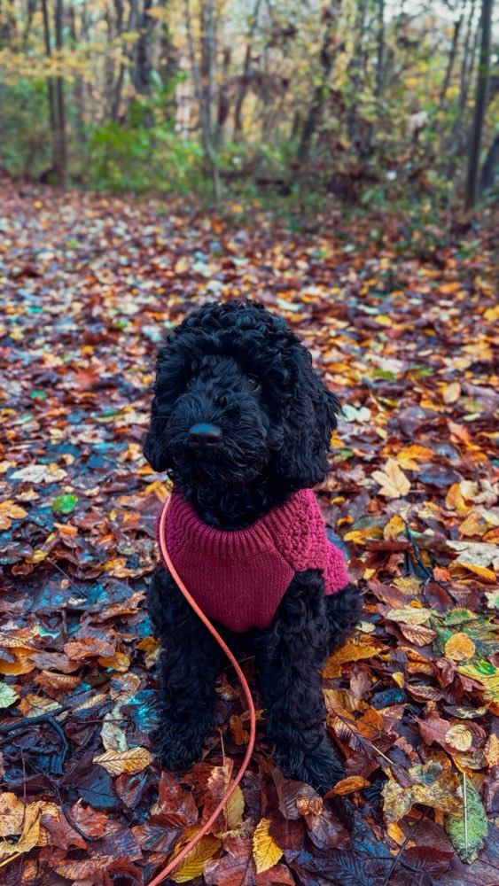 Hundetreffen-Hundefreunde gesucht-Profilbild