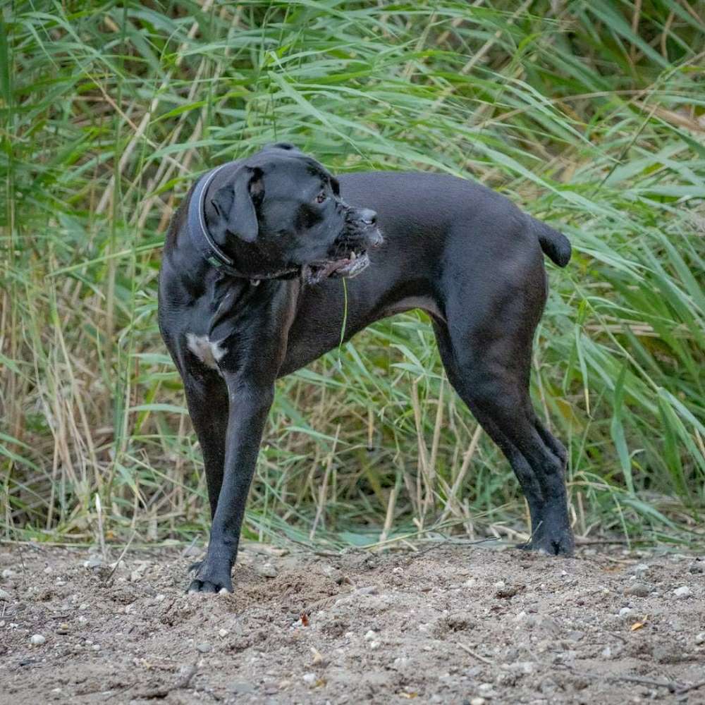 Hundetreffen-Gassigehen-Profilbild