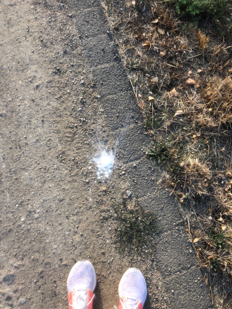 Giftköder-Weißes Pulver!-Profilbild