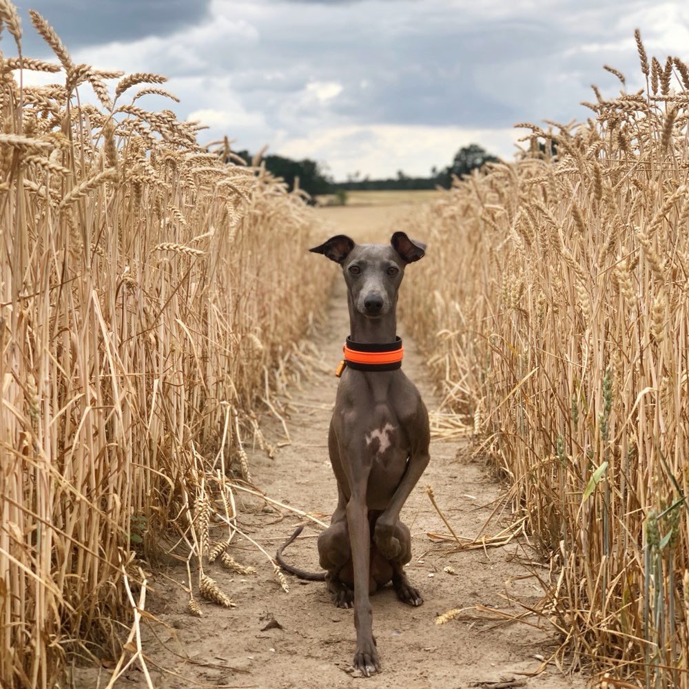 Hundetreffen-Greyhound Playdate-Profilbild