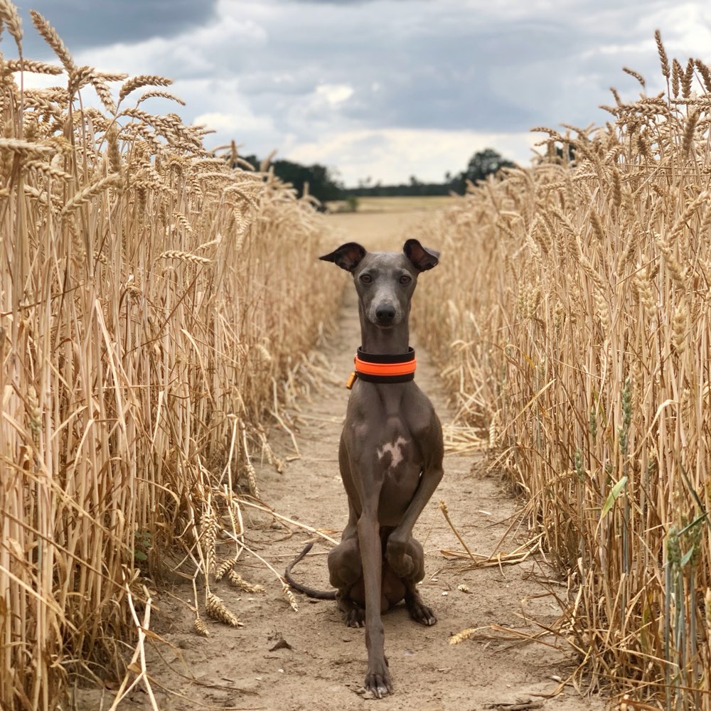 Hundetreffen-Greyhound Playdate-Profilbild