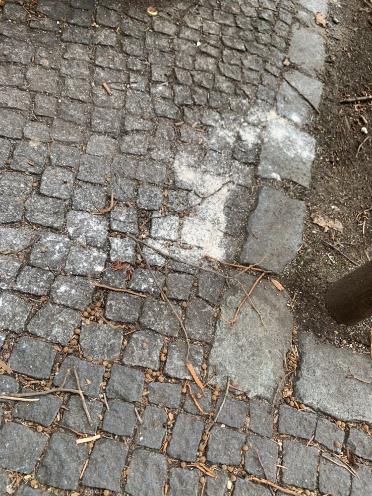 Giftköder-Weißes Pulver vor schoenleinstr 7a-Profilbild