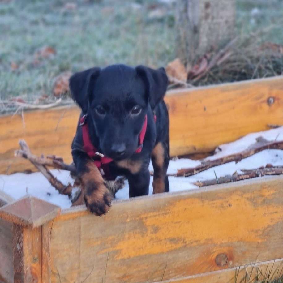 Hundetreffen-Welpentreff in Büchen-Profilbild