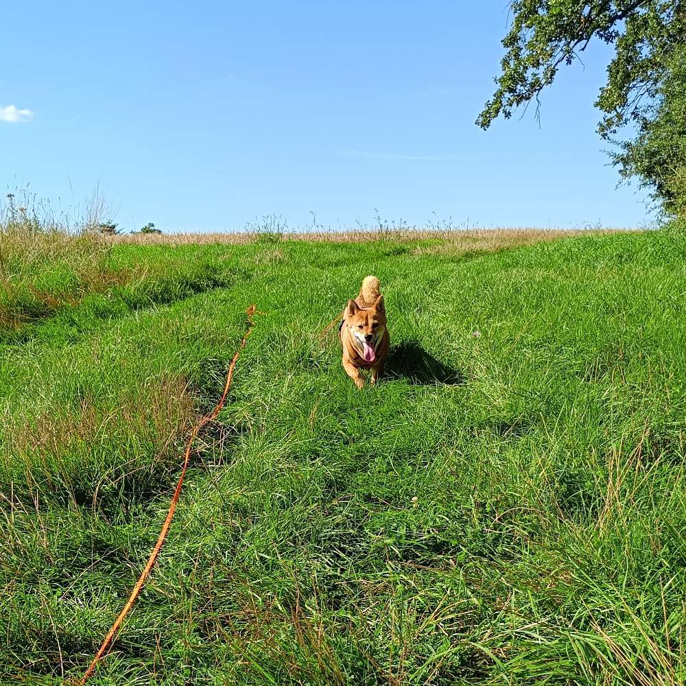 Hundetreffen-Gemeinsame Gassirunden-Profilbild